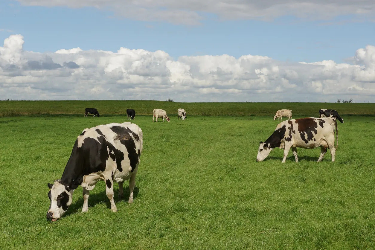Best Farm
